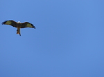 FZ008867 Red Kite (Milvus milvus).jpg